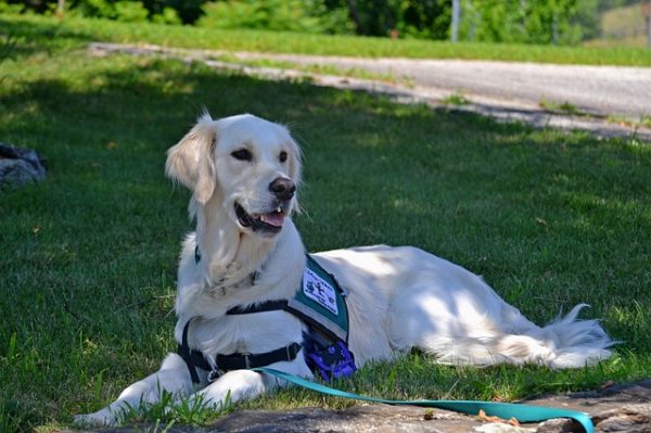 what-is-the-role-of-a-diabetic-service-dog-sell-your-test-strips